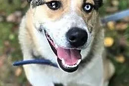 BETHOVEN - piękny psiak w typie husky uratowany z łańcucha do adopcji, Mazowieckie, Warszawa
