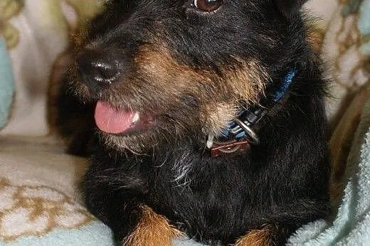 3letnia Fifka do adopcji!,  śląskie Rybnik