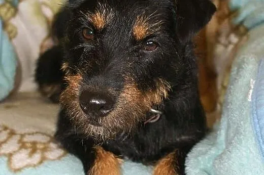 3letnia Fifka do adopcji!,  śląskie Rybnik