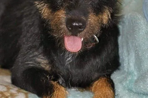 3letnia Fifka do adopcji!,  śląskie Rybnik