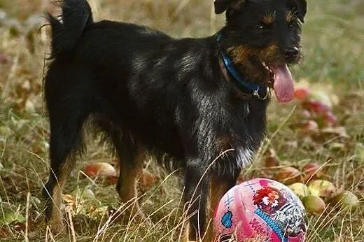 3letnia Fifka do adopcji!,  śląskie Rybnik