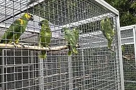 Sprzedam Amazonki Niebieskoczelne