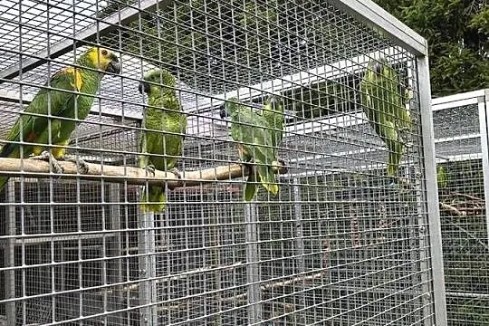 Sprzedam Amazonki Niebieskoczelne