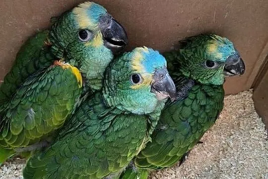 Sprzedam Amazonki Niebieskoczelne, Małopolskie, Trzyciąż