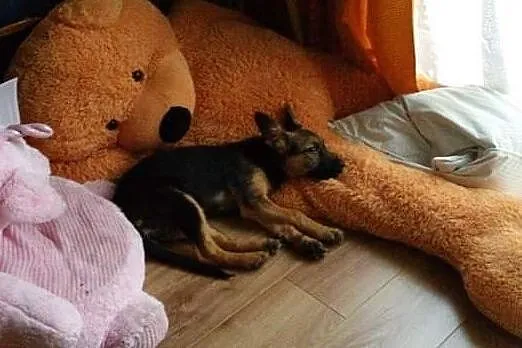BELVITA- szczęście wreszcie musi sie uśmiechnąć!
