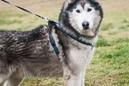 Grzeczny, przyjazny Odys w typie malamuta ADOPCJA,