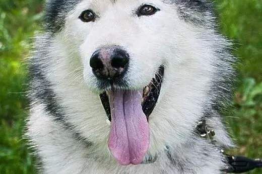 Grzeczny, przyjazny Odys w typie malamuta ADOPCJA,