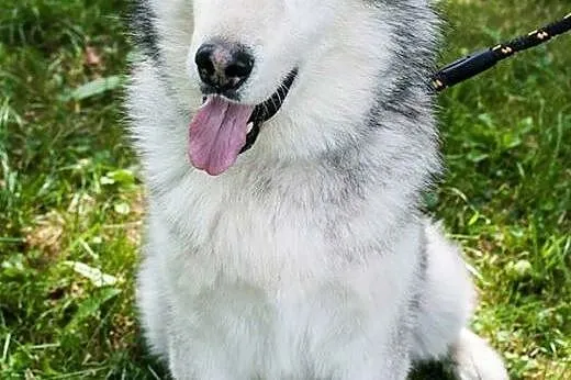 Grzeczny, przyjazny Odys w typie malamuta ADOPCJA,