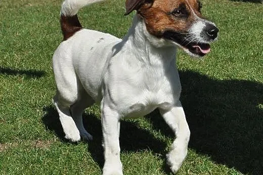 Jack Russell Terrier reproduktor ,  zachodniopomor