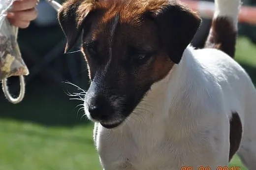 Jack Russell Terrier reproduktor ,  zachodniopomor