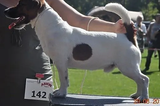 Jack Russell Terrier reproduktor ,  zachodniopomor