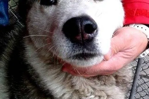 MAYLINA przyjacielska sunia do adopcji,  wielkopol