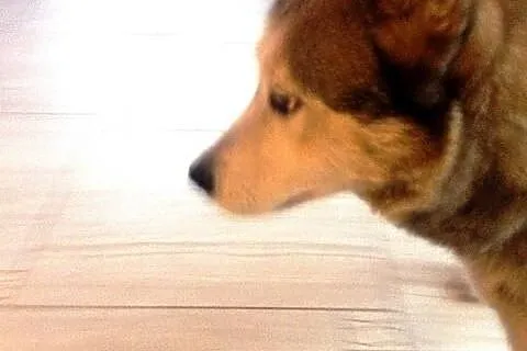 MAYLINA przyjacielska sunia do adopcji,  wielkopol