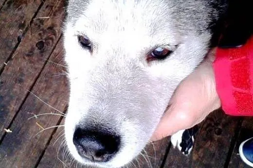 MAYLINA przyjacielska sunia do adopcji,  wielkopol