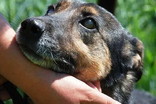 Cynio weteran - przemiły psiak - adopcja,  małopol