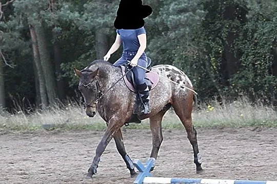 WSPÓŁDZIERŻAWA POZNAŃ-UMULTOWO 2 KONIE, , 