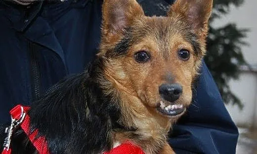 Malutki, porzucony Mikuś do adopcji, mazowieckie