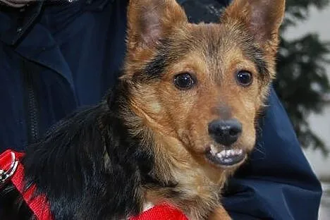 Malutki, porzucony Mikuś do adopcji, mazowieckie Warszawa