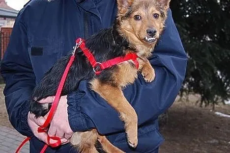 Malutki, porzucony Mikuś do adopcji,  mazowieckie 
