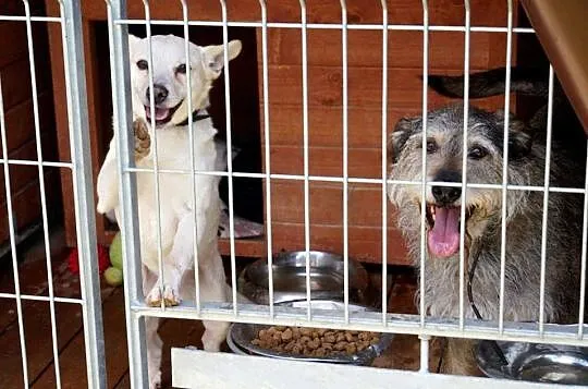 Reks i Tobi do adopcji, po zmarłej właścicielce_
