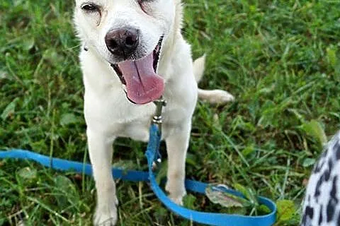 Reks i Tobi do adopcji, po zmarłej właścicielce_