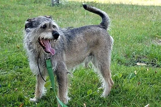 Reks i Tobi do adopcji, po zmarłej właścicielce_