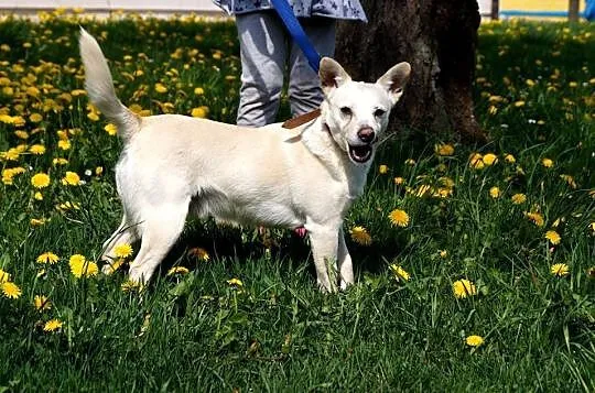 Reks i Tobi do adopcji, po zmarłej właścicielce_