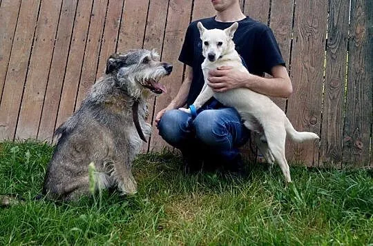 Reks i Tobi do adopcji, po zmarłej właścicielce_
