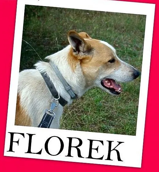 FLOREK – młody,kontaktowy,bardzo przyjaz