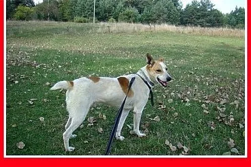 FLOREK &#8211; młody,kontaktowy,bardzo przyjaz