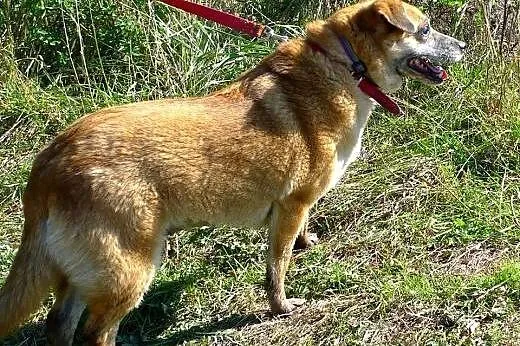 Ratuj Korę - schronisko, w którym przebywa wkrótce