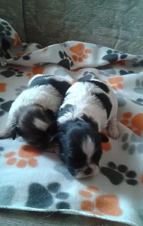 Shih tzu