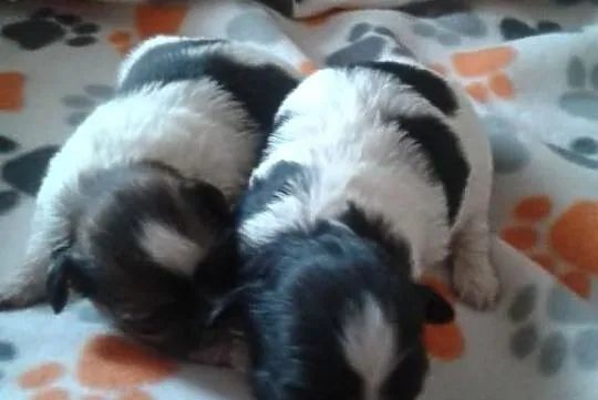 Shih tzu
