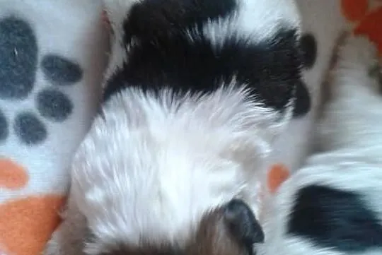 Shih tzu