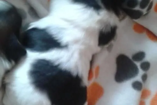 Shih tzu