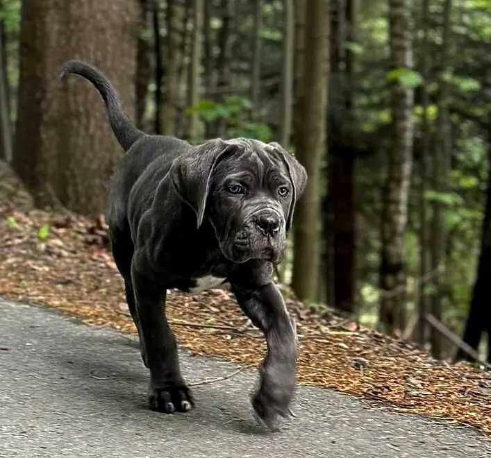 Piękna suczka cane corso z domowej hodowli ZKwP/FCI, Mazowieckie, Warszawa