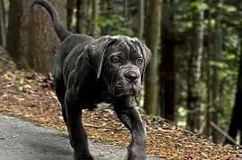 Piękna suczka cane corso z domowej hodowli ZKwP/FCI