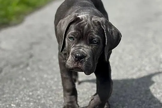Piękna suczka cane corso z domowej hodowli ZKwP/FCI, Mazowieckie, Warszawa