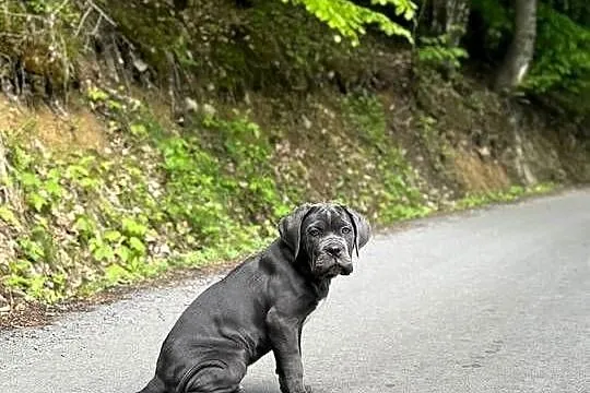 Piękna suczka cane corso z domowej hodowli ZKwP/FCI, Mazowieckie, Warszawa