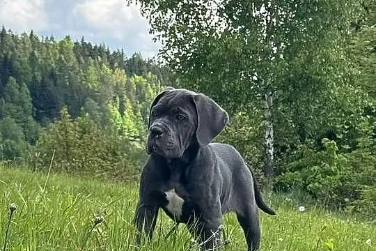 Piękna suczka cane corso z domowej hodowli ZKwP/FCI, Mazowieckie, Warszawa