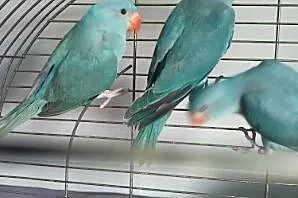 Papugi Aleksandretty ręcznie karmione , Bochnia