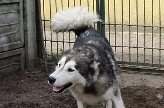 AMAROK psi ideał do adopcji