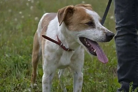 Łacio - czeka w schronisku na odmianę losu. Adoptu