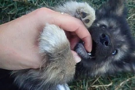 Maluszek Kubuś czeka na adopcję ! ,  łódzkie Łódź