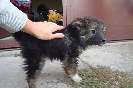 Maluszek Kubuś czeka na adopcję ! ,  łódzkie Łódź
