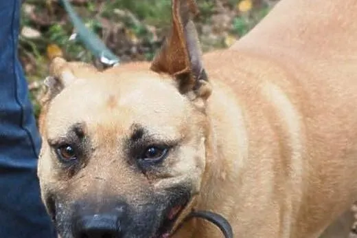 Rupert świetny psiak w typie amstaffa, mazowieckie Warszawa