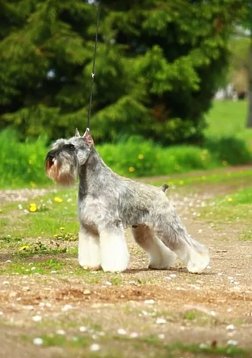 Sznaucerki miniaturowe pieprz i sól--hodowla ZKwP