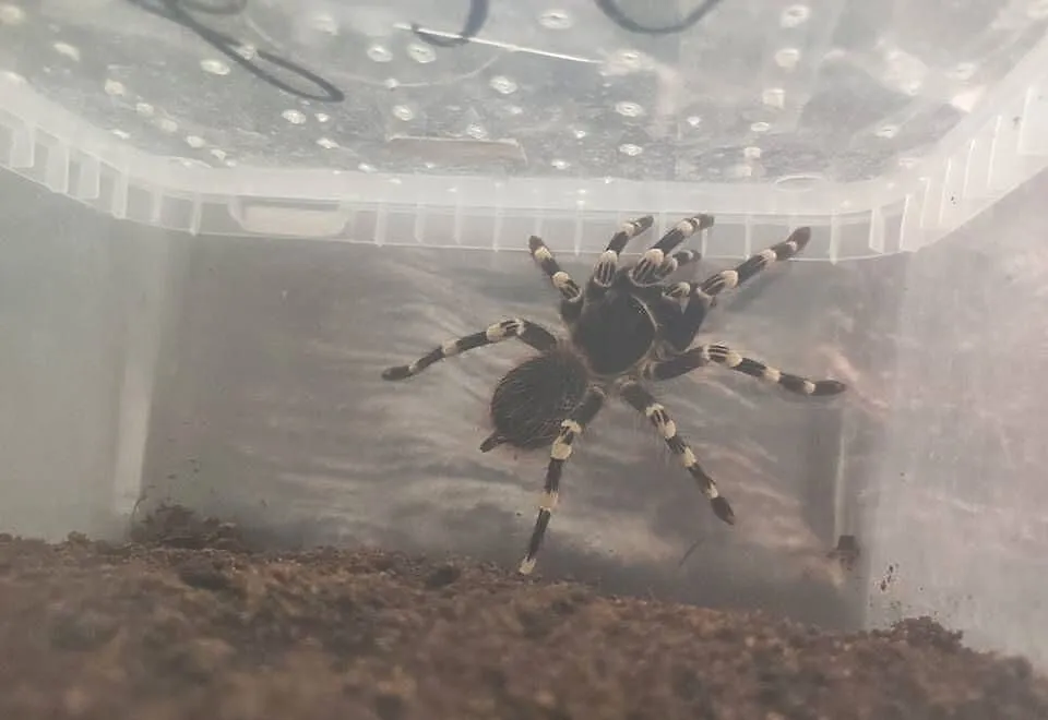 acanthoscurria geniculata 5dc, Podkarpackie, Majdan Sieniawski