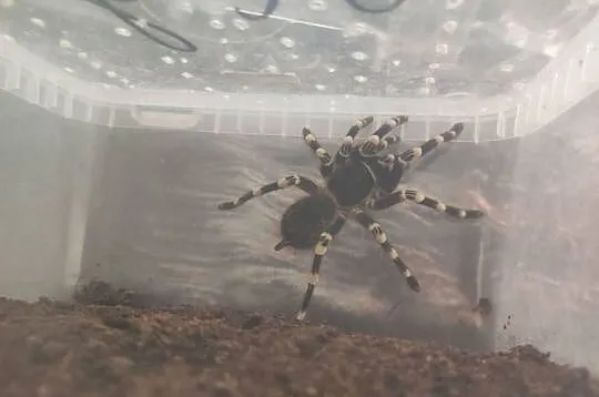 acanthoscurria geniculata 5dc, Podkarpackie, Majdan Sieniawski
