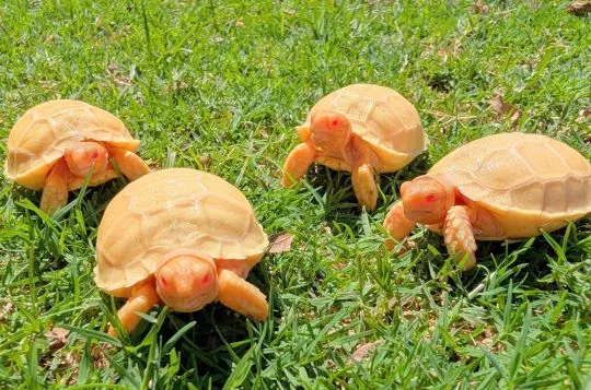 Albino Centrochelys sulcata or Albino sulcata tortoises for sale, , Wartowice